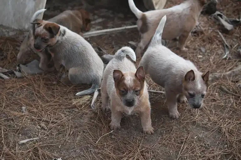 Mini Heeler Health
