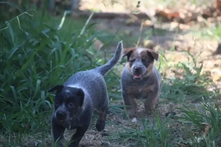 Socializing Your Australian Cattle Dog: Dos and Don’ts for a Well-Rounded Pup