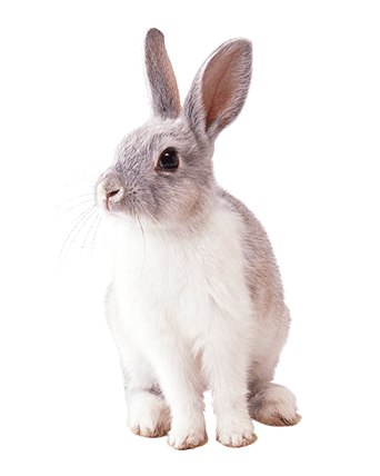 pet1