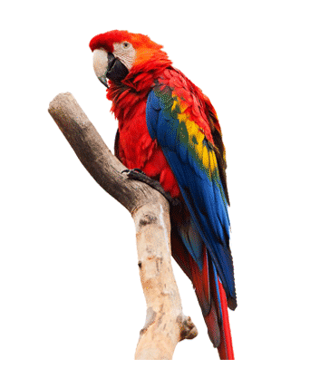 pet3