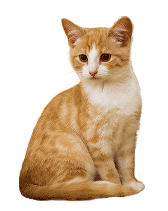 pet4