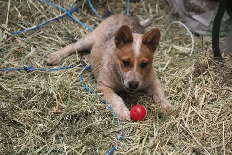 The Blue Heeler Phenomenon: Unveiling the Reasons Behind Their Soaring Popularity