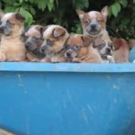 banner-pups-barrel