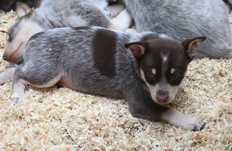 Grooming Tips For Mini Blue Heelers to Promote Coat Health and Shine