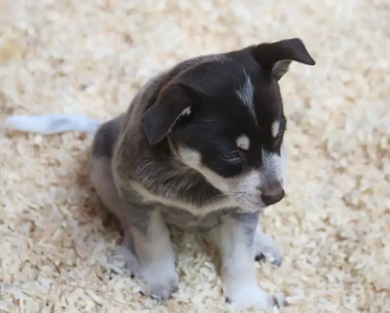 Mini Heelers vs Standard Heelers